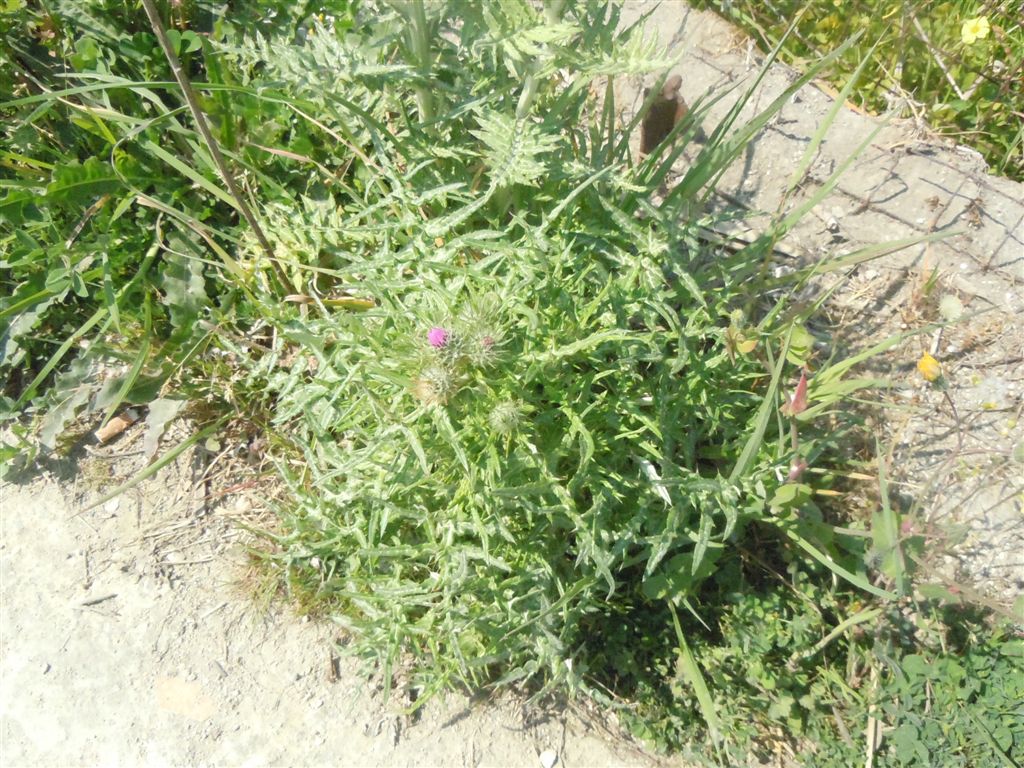 Galactites tomentosus